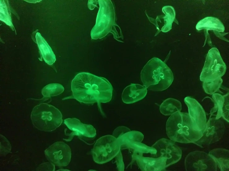 a group of jellyfish swimming under a green light, incubator medpods, waneella