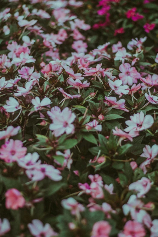 a field full of pink and white flowers, an album cover, inspired by Elsa Bleda, trending on unsplash, lush garden leaves and flowers, dark flowers, loosely cropped, ultra high pixel detail