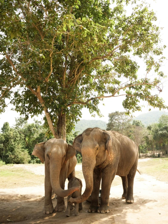 a couple of elephants standing next to a tree, by Hannah Tompkins, trending on unsplash, sumatraism, hugging his knees, shady, thailand, on a sunny day