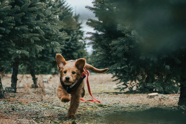 a dog running through a field with trees in the background, pexels contest winner, holiday season, harnesses, thumbnail, pine