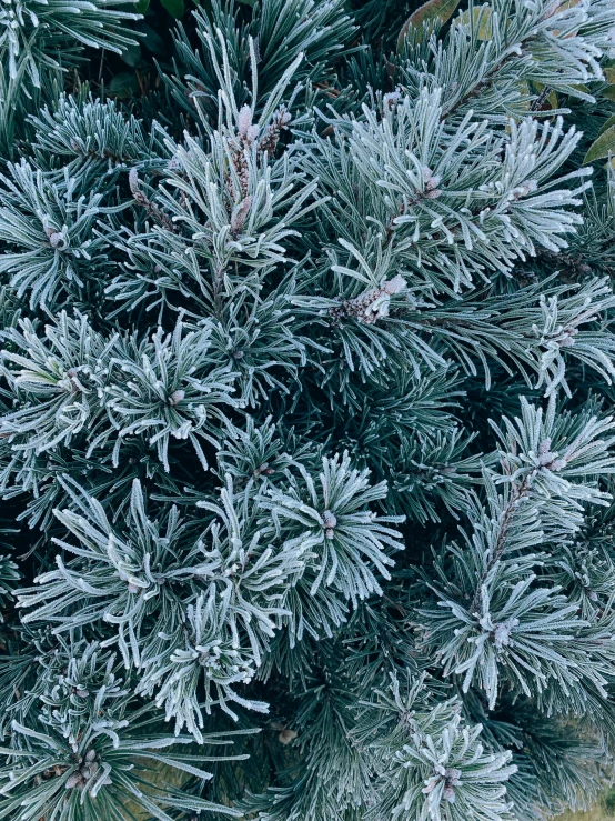 a close up of a pine tree with frost on it, an album cover, blue gray, medium close - up ( mcu ), 8k)), with soft bushes