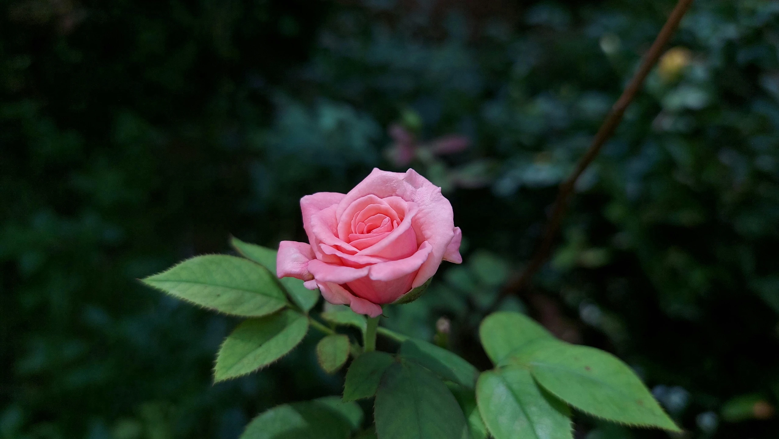 a close up of a pink rose with green leaves, inspired by Anne Nasmyth, unsplash, shot on sony alpha dslr-a300, taken on iphone 1 3 pro, various posed, gardening