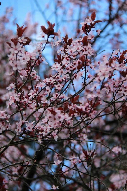 a close up of a tree with pink flowers, red leaves, early evening, 3 are spring, many thick dark knotted branches