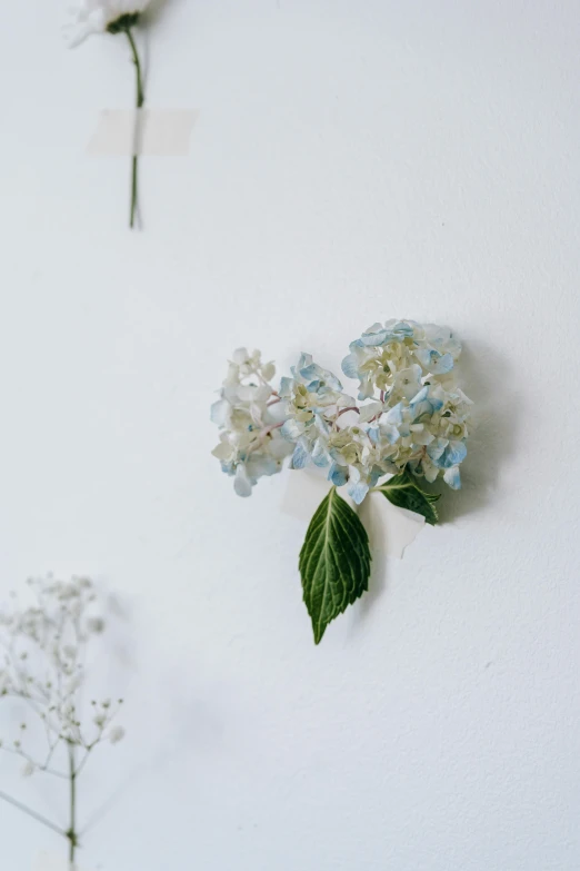 a bunch of flowers that are on a wall, by Ruth Simpson, unsplash, visual art, white and pale blue, an isolated hydrangea plant, delicate embellishments, made of silk paper