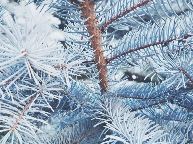 a close up of a pine tree with snow on it, analytical art, blue colour scheme, thumbnail, decorations, grey