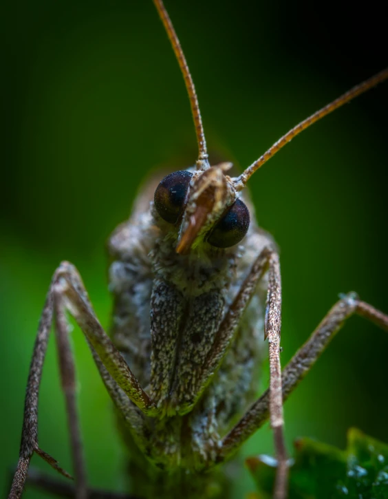 a close up of a bug on a leaf, by Slava Raškaj, scowling, full frame image, large grey eyes, antropromorphic stick insect