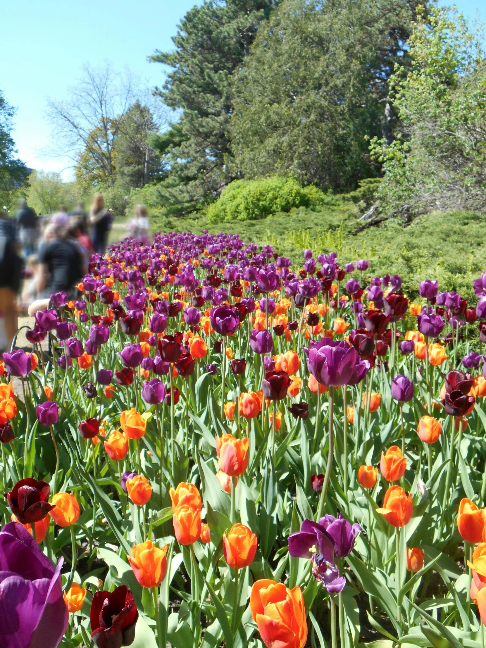 a dog standing in a field of purple and orange tulips, people walking around, sydney park, snapshot, deep purple and orange