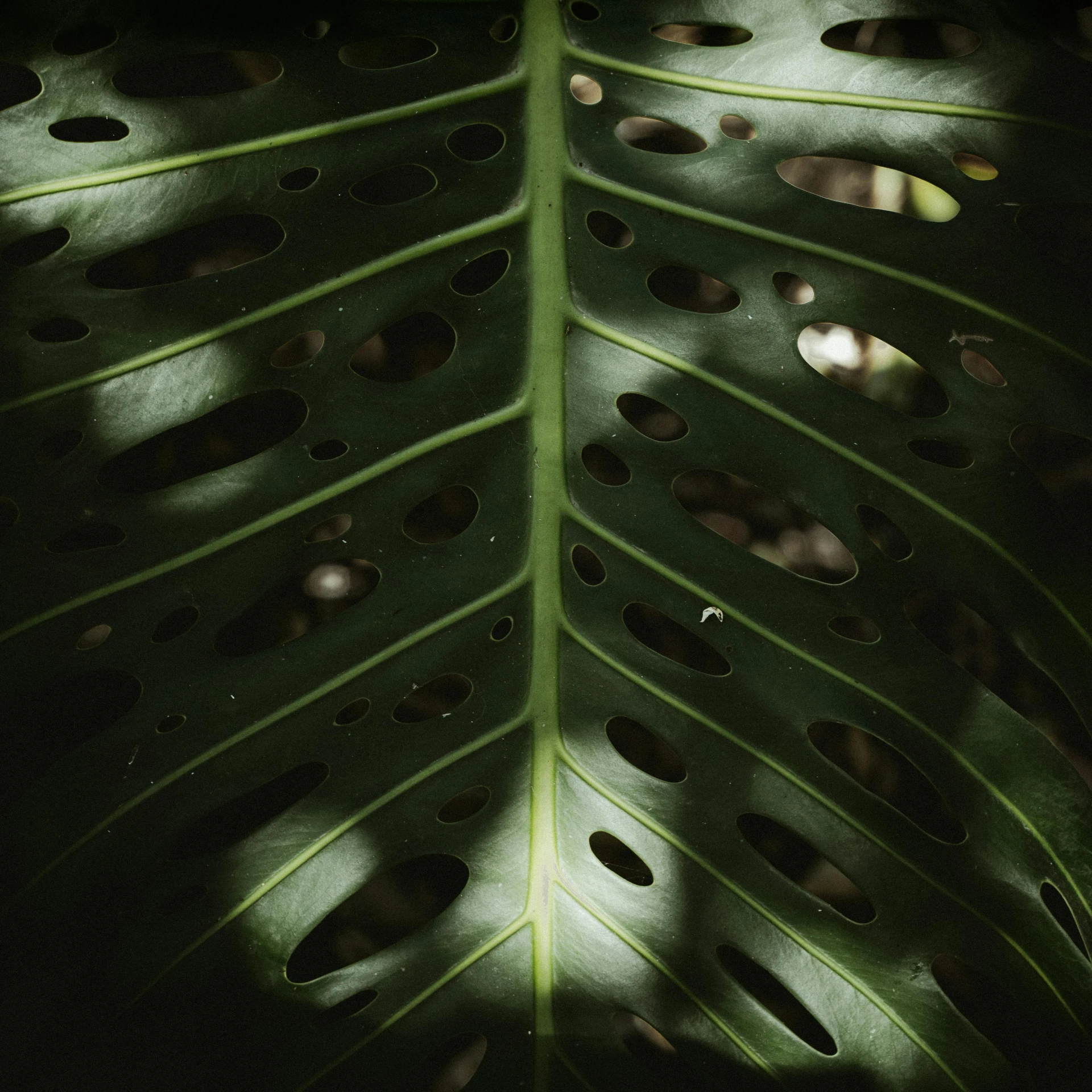 a close up of a leaf with holes in it, a picture, inspired by Elsa Bleda, pexels contest winner, dark jungle, monstera deliciosa, shot on hasselblad, directional sunlight skewed shot