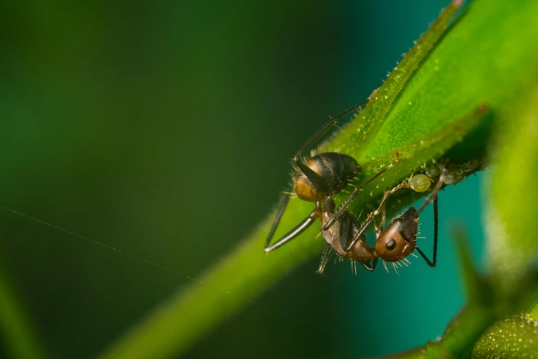 a couple of ants sitting on top of a green plant, by Basuki Abdullah, pexels contest winner, avatar image, mixed art, uncrop, profile shot