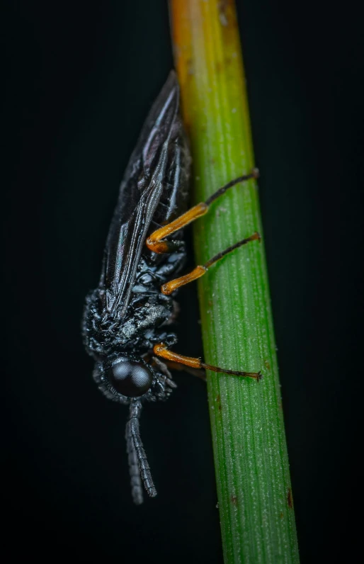 a black insect sitting on top of a green plant, a macro photograph, by Jan Rustem, detailed shot legs-up, paul barson, medium long shot, wet boody