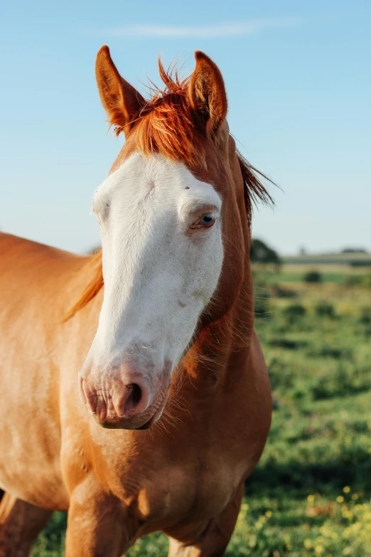 a brown and white horse standing in a field, up close, profile image, square nose, shot with sony alpha 1 camera