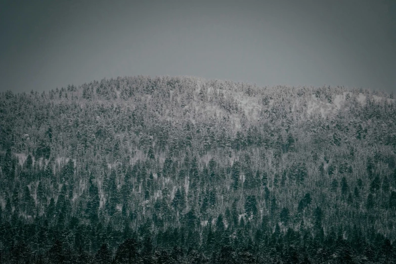 a black and white photo of a forest covered in snow, inspired by Elsa Bleda, pexels contest winner, muted green, hills, 🌲🌌, cold color