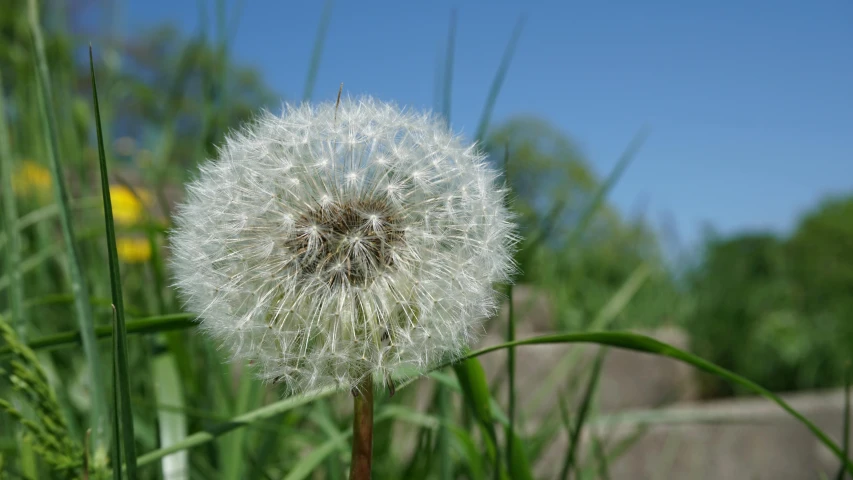 a dandelion sitting on top of a lush green field, hurufiyya, high quality product image”, bushy white beard, in the sun, video