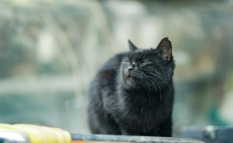 a black cat sitting on top of a table, by Julia Pishtar, unsplash, with a pouting smile, enjoying the wind, full of tar, asleep