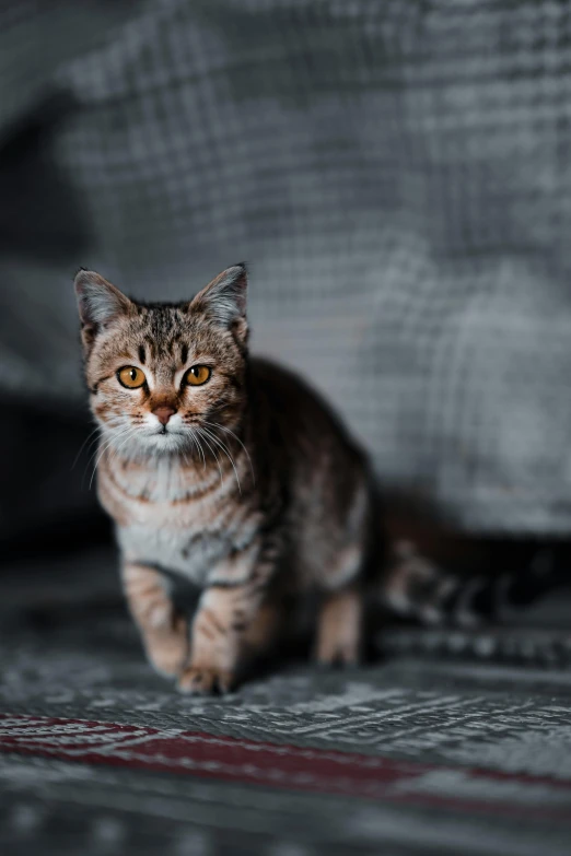 a cat sitting on top of a bed next to a pillow, pexels contest winner, walking towards the camera, looking serious, gif, low iso