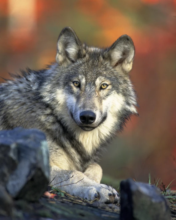 a wolf laying down next to a pile of rocks, profile image