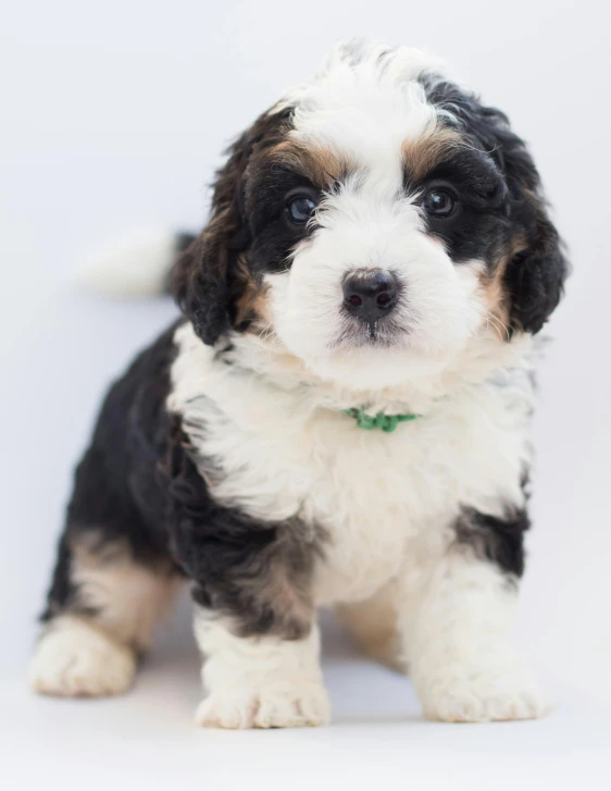 a small black and white dog with a green collar, trending on unsplash, curls, kitten puppy teddy mix, multiple stories, cute boys