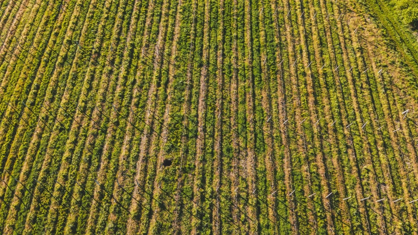 an aerial view of a field of crops, pexels, with a few vines and overgrowth, vertical lines, surface with beer-texture, cinematic wide angle