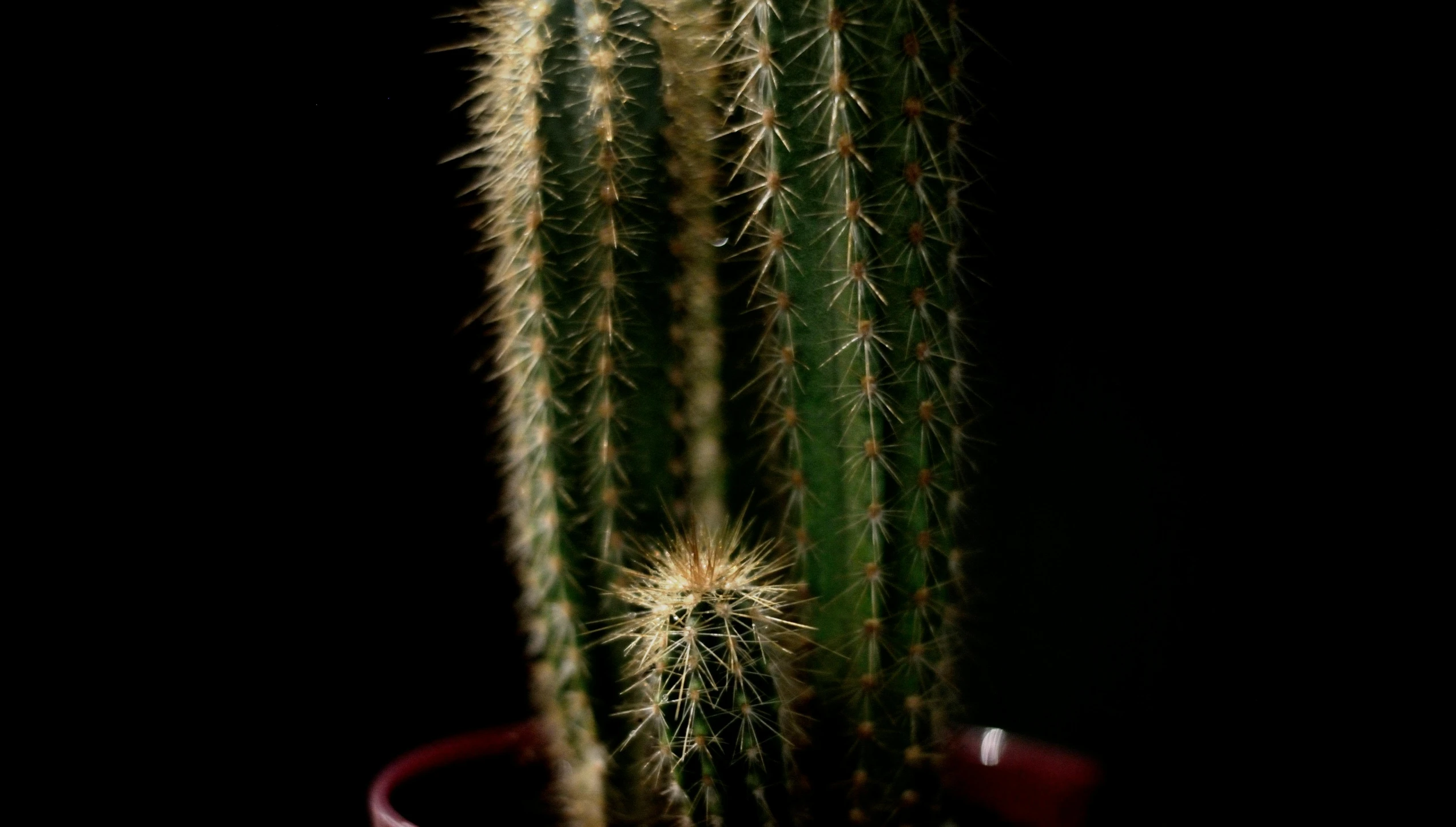 a close up of a cactus plant in a pot, a macro photograph, inspired by Elsa Bleda, pexels contest winner, photorealism, on black background, in a red dish, tall thin, a pair of ribbed