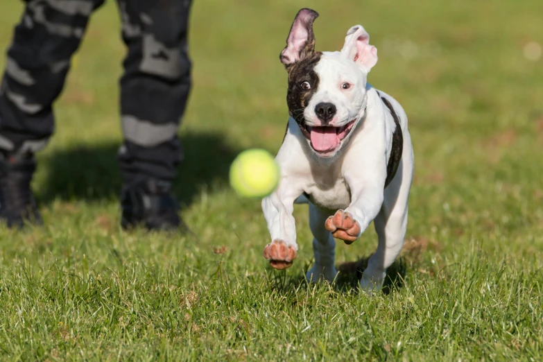 a dog running with a tennis ball in its mouth, pexels contest winner, pitbull, thumbnail, full frame image, lawns