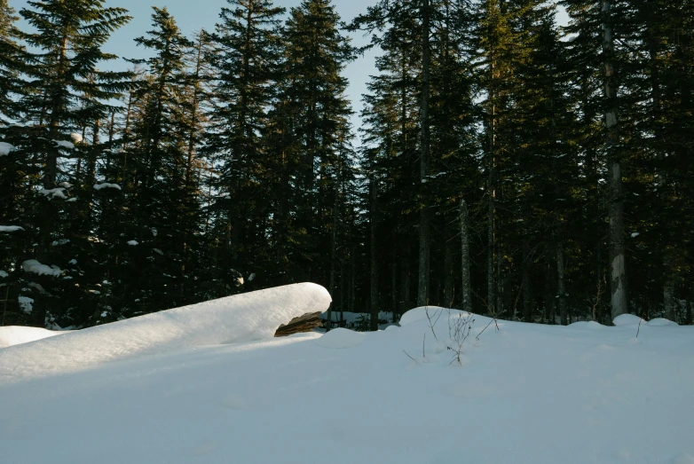 a man riding a snowboard on top of a snow covered slope, by Jessie Algie, unsplash contest winner, land art, lying on the woods path, black fir, haida gwaii, lit from the side