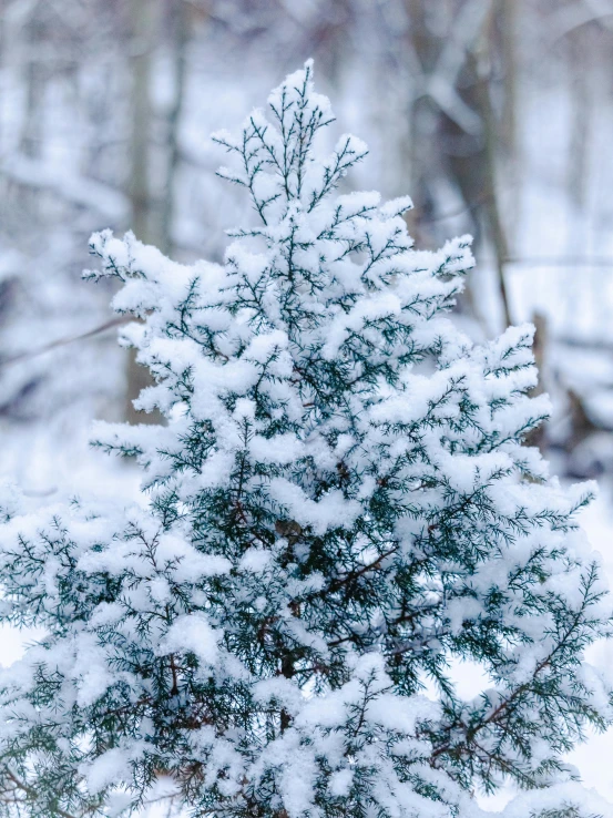 a small tree covered in snow in the woods, pexels, covered in white flour, fan favorite, 2 0 5 6, profile pic