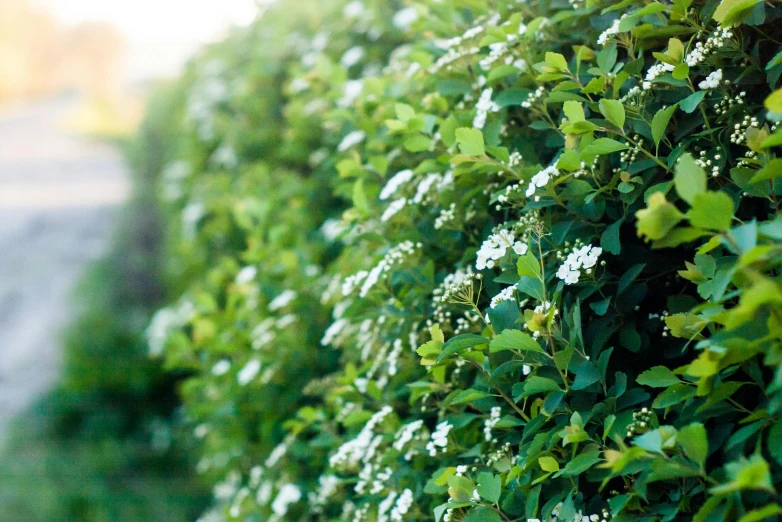 a fire hydrant sitting next to a lush green hedge, white blossoms, nothofagus, enhanced quality, mint