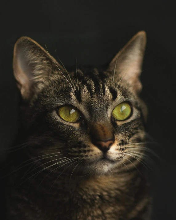 a close up of a cat with green eyes, an album cover, trending on pexels, glowing in the dark, short light grey whiskers, high angle closeup portrait, slightly - pointed ears