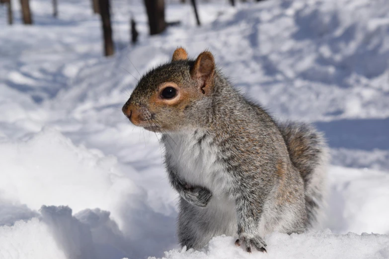 a squirrel that is sitting in the snow, pexels contest winner, renaissance, grey, perfectly shaded, young male, multiple stories