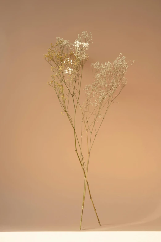 a vase that has some flowers in it, by Peter Alexander Hay, trending on unsplash, conceptual art, made of dried flowers, gradient white to gold, gypsophila, soft light - n 9