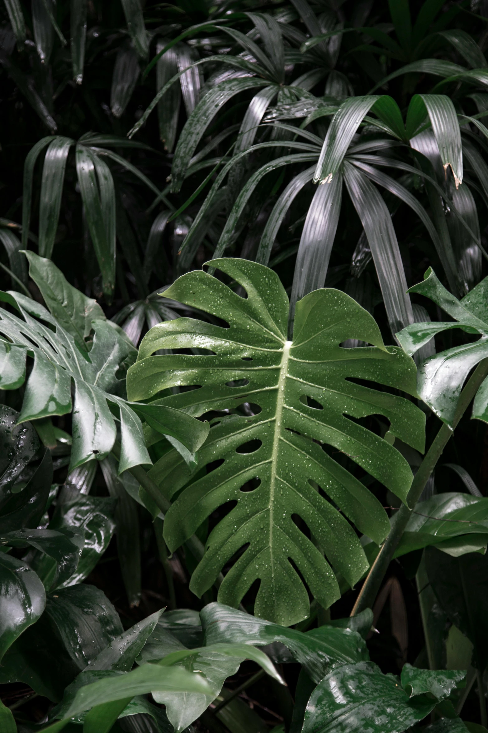 a bunch of green leaves sitting on top of a lush green forest, inspired by Elsa Bleda, trending on unsplash, photorealism, monstera deliciosa, greenhouse, photograph ”