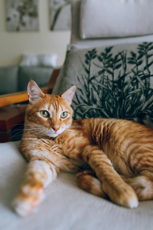 an orange cat laying on top of a bed, a picture, by Julia Pishtar, unsplash contest winner, sitting on couch, he is a long boi ”, taken on a 2000s camera, perfectly detailed