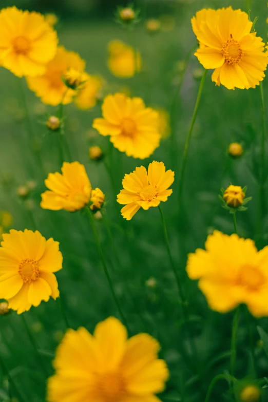 a bunch of yellow flowers sitting on top of a lush green field, miniature cosmos, subtle detailing, commercially ready, 'groovy'