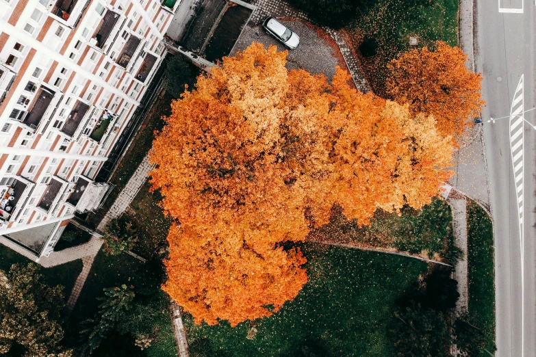 an aerial view of a tree in front of a building, inspired by Christo, pexels contest winner, hurufiyya, autumn maples, thumbnail, jovana rikalo, looking partly to the left