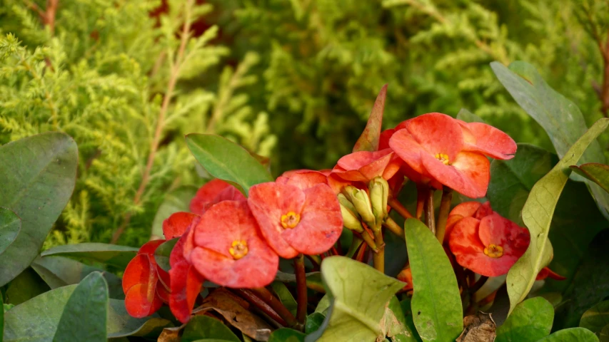 a close up of a plant with red flowers, inspired by Marianne North, unsplash, crown of thorns, sunset red and orange, medium close shot, terracotta