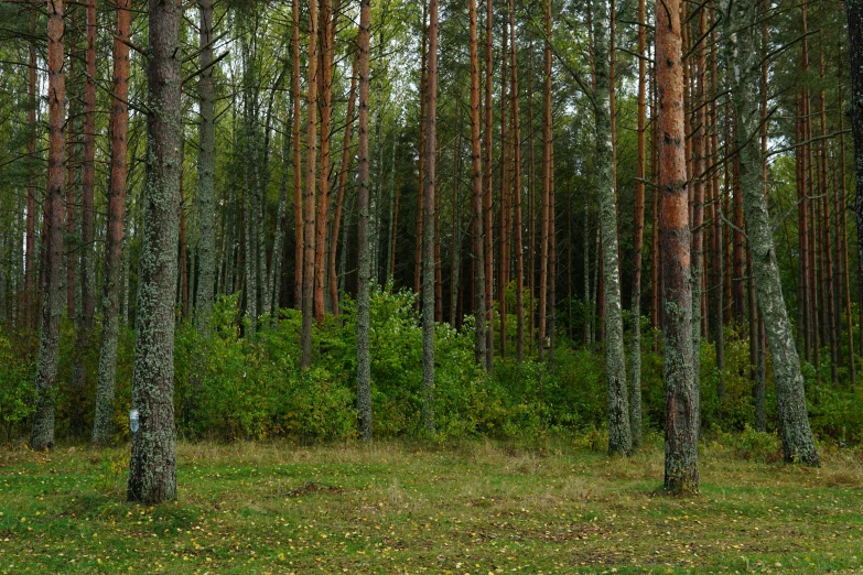 a red fire hydrant sitting in the middle of a forest, by Grytė Pintukaitė, renaissance, pine wood, panorama, ((trees)), vladimir pchelin