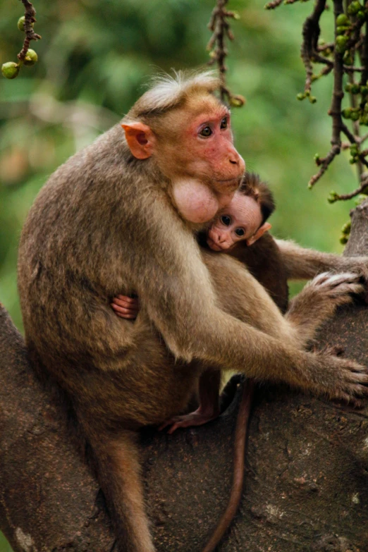 a baby monkey sitting on top of a tree branch, dada, hugging each other, with infant jesus, wwf, slide show