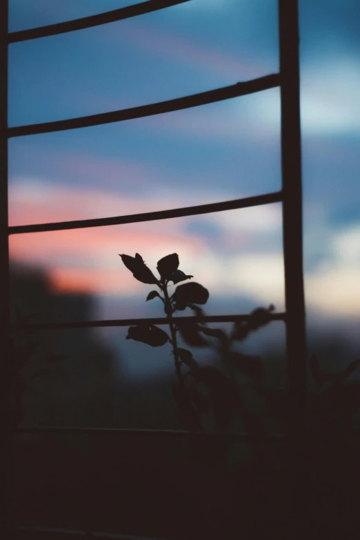 a plant that is sitting in front of a window, a picture, unsplash contest winner, aestheticism, evening sky, photo of a rose, low quality photo, multiple stories