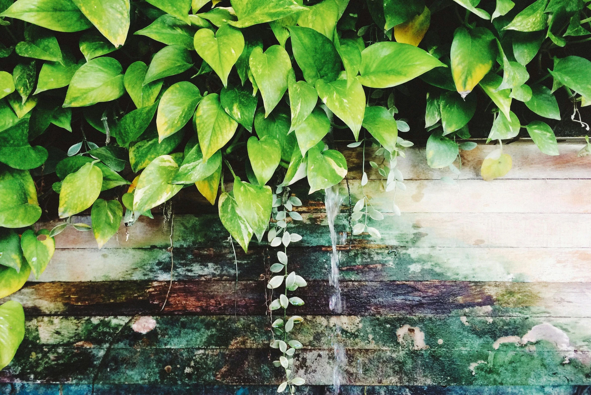 a fire hydrant sitting next to a lush green plant, a picture, inspired by Elsa Bleda, environmental art, instagram photo, vines hanging over the water, green and yellow tones, a wooden