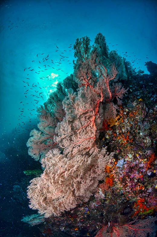 a coral reef in the middle of the ocean, a portrait, flickr, thick dust and red tones, slide show, towering, climbing