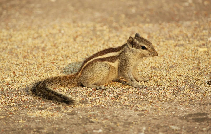 a small squirrel sitting on top of a sandy ground, pexels contest winner, hurufiyya, striped, india, grain”, full - length photo