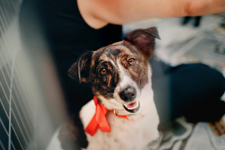 a brown and white dog wearing a red bow tie, a black and white photo, pexels contest winner, manuka, adopt, she has beautiful bone structure, welcoming smile