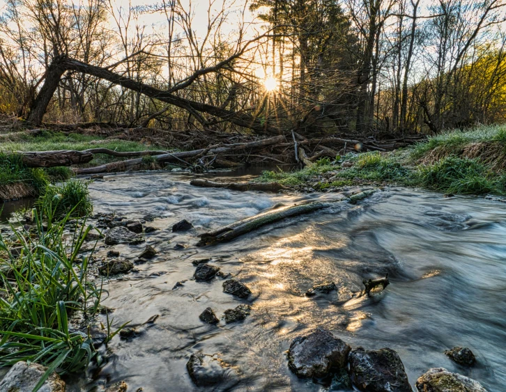 a stream running through a lush green forest, a picture, unsplash, process art, sunset photo at golden hour, fallen trees, subsiding floodwaters, at sunrise in springtime