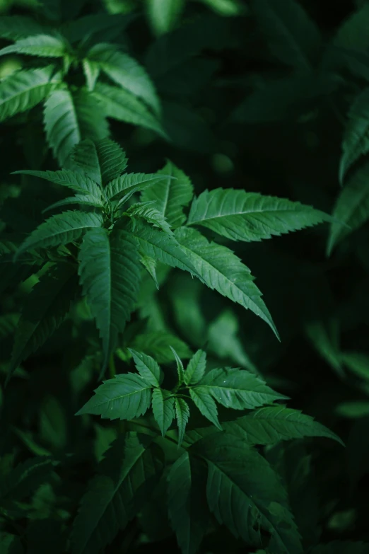 a close up of a plant with green leaves, with green cannabis leaves, multiple stories, alessio albi, mild