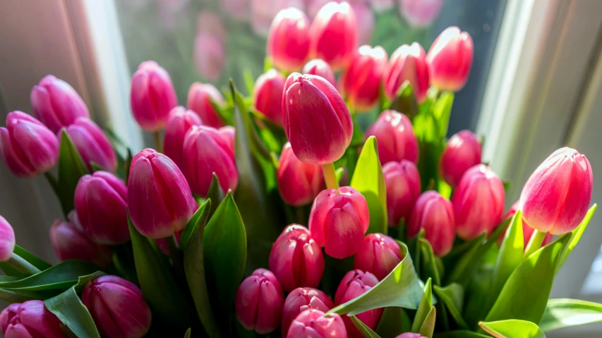 a vase filled with lots of pink tulips, by Jan Tengnagel, pexels, fan favorite, flowering buds, medium close up shot, strong sunlight