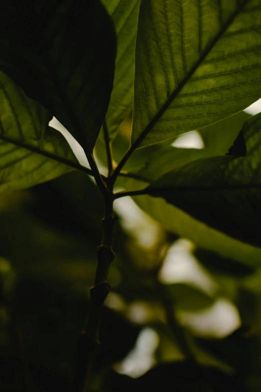 a close up of a leaf on a tree, a picture, unsplash, multiple stories, natural lighting. 8 k, dimly lit, black and green