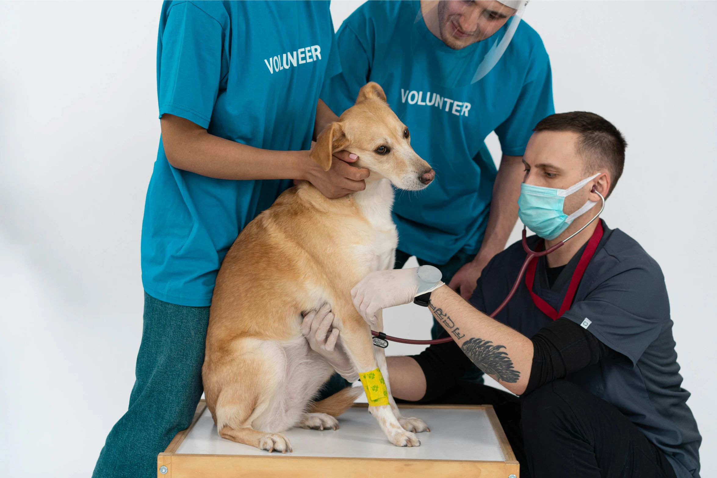 a dog sitting on a table being examined by a vet, pexels contest winner, on grey background, 2263539546], group photo, visible veins