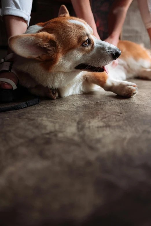 a brown and white dog laying on the ground next to a person, pexels contest winner, photorealism, corgi, dusty floor, dynamic closeup, sittin