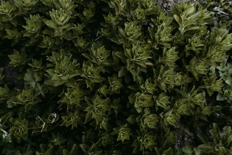 a close up of a bush with green leaves, hurufiyya, looking down on the camera, shot with sony alpha 1 camera, high-resolution, no cropping