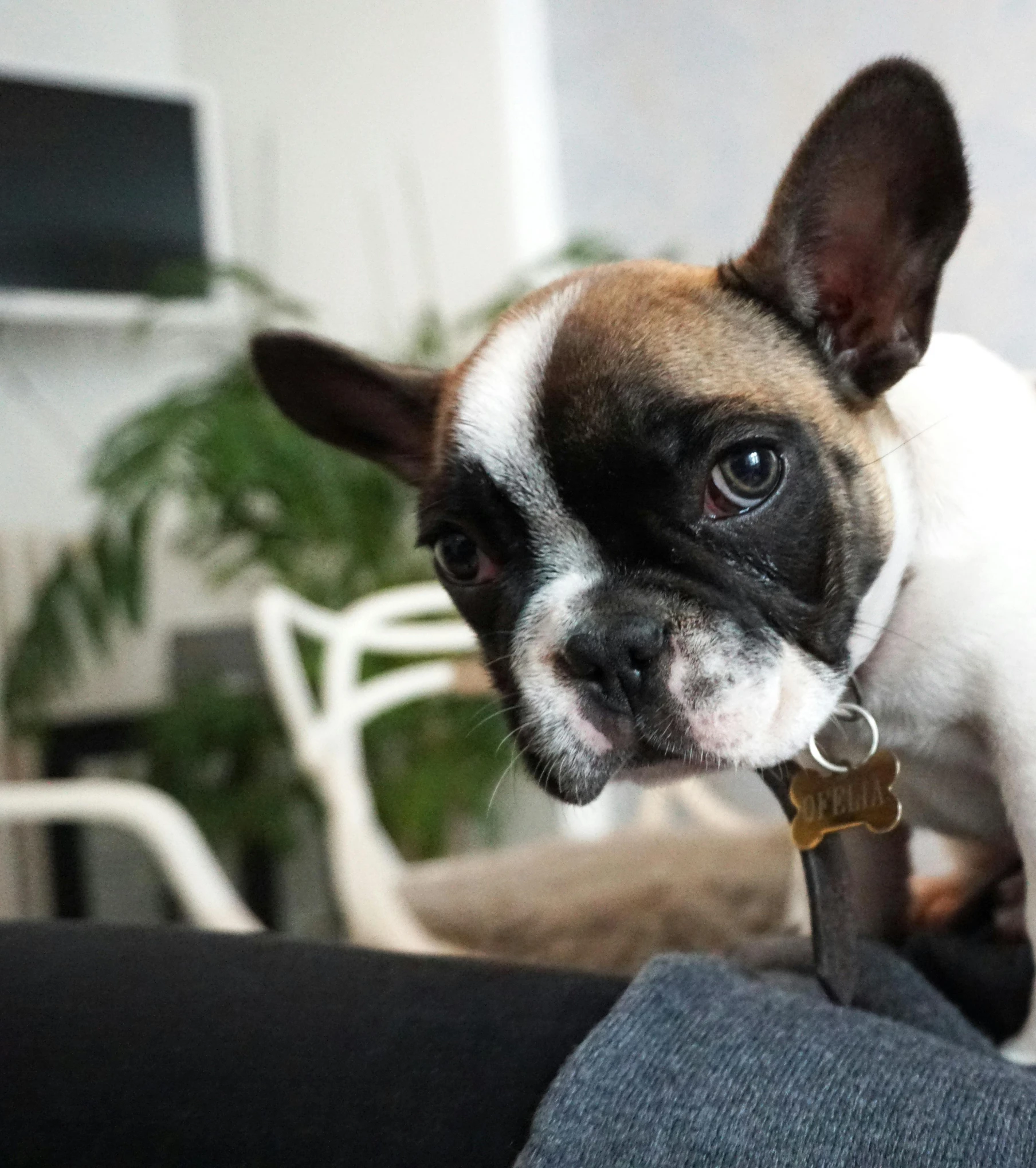 a small dog standing on top of a person's lap, trending on unsplash, bauhaus, french bulldog, 2263539546], a wooden, decoration